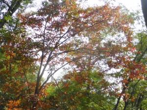 151024柿の木の紅葉