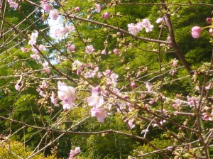 160227河津桜