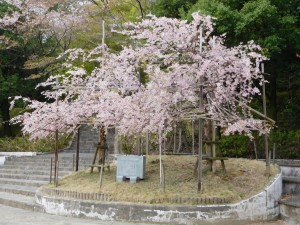 160413枝垂れ桜