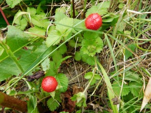160528野イチゴ