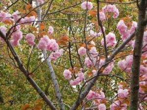 180411八重桜