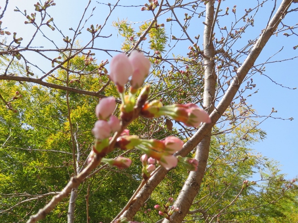 220328-1桜