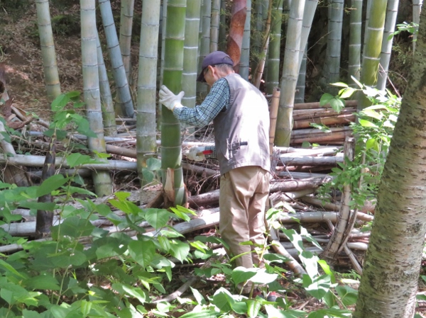 230510-6竹林の整備