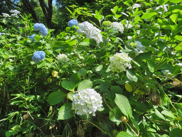 240612-2アジサイ1