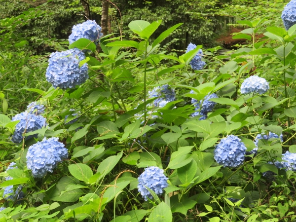 240624-2アジサイ1