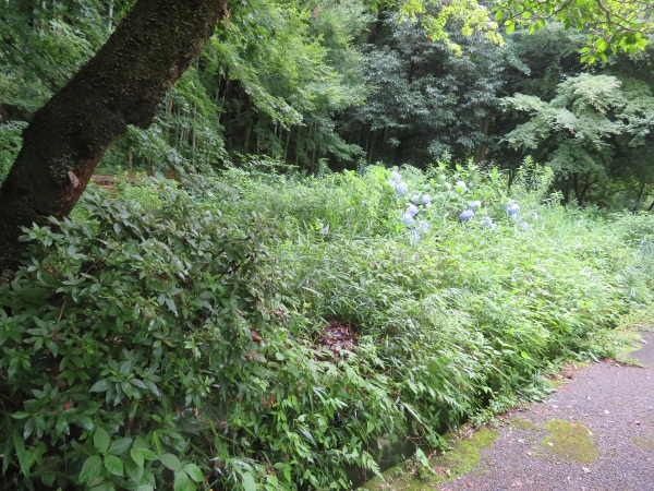 240624-2作業前アジサイ2