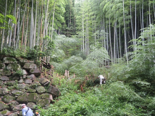 240624-2作業前奥石垣4