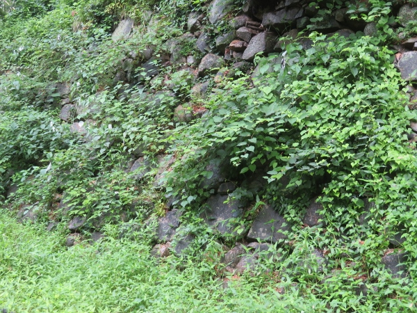 240624-2作業前石垣3