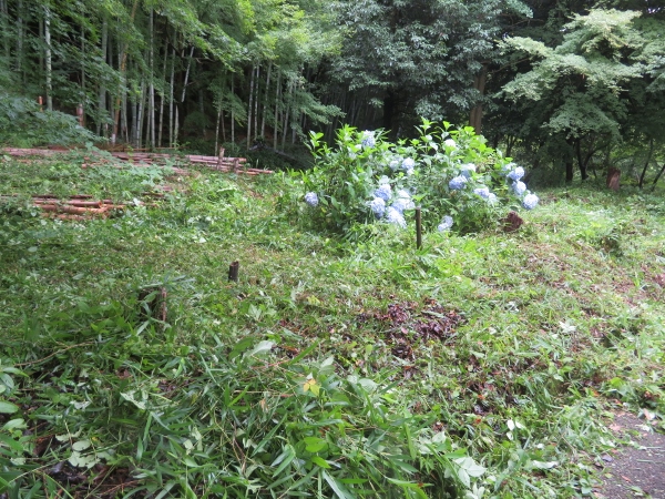 240624-6作業後アジサイ1