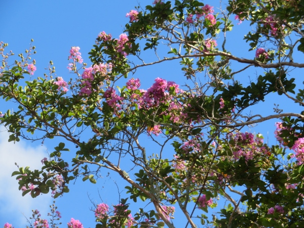 240911-0サルスベリ