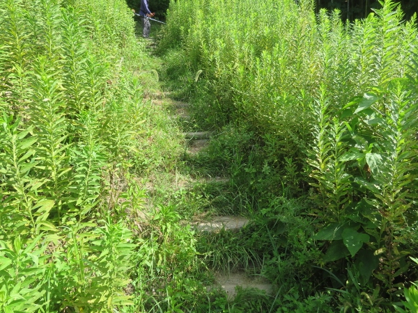 240911-2作業前階段3