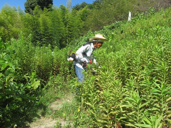 240911-3草刈り機作業2