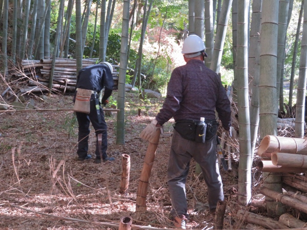 241125-41ノコでの伐採11