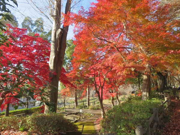 241211-2モミジ1