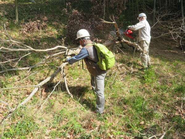 250409-3枯木処理1