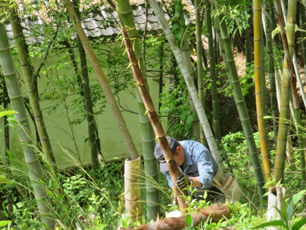 250514-2タケノコ切り