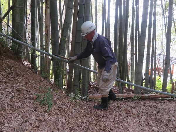 251112-4竹林作業2